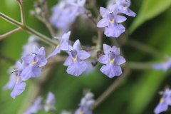 Vitex gaumeri