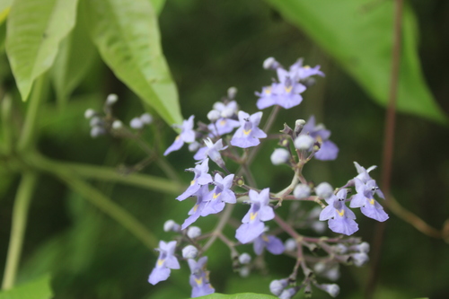 Vitex gaumeri, photograph 1