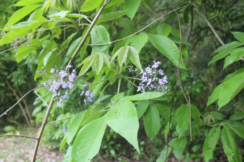 Vitex gaumeri, photograph 2