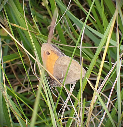 Meadow Brown