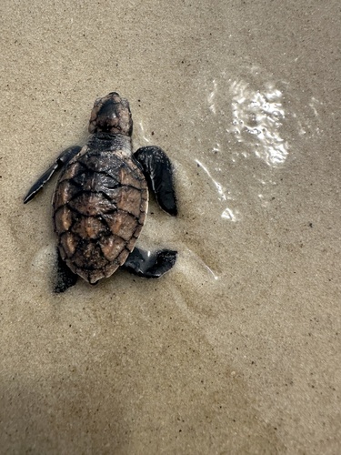 Hawksbill Sea Turtle