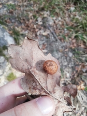 Cynips quercusfolii