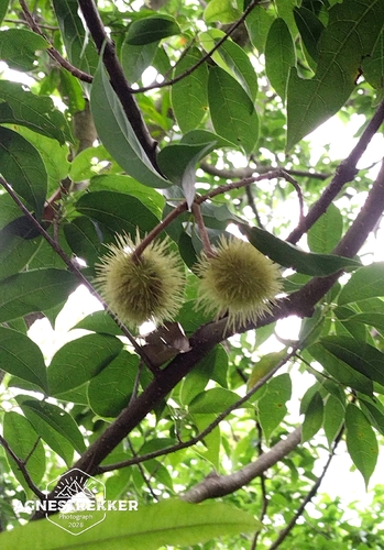 Sloanea sinensis observed 2026-06-10