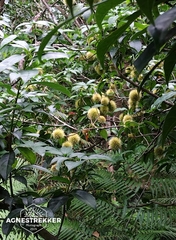 Sloanea sinensis, photograph author not stated, no rights reserved