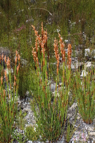 Image of Elegia spathacea by (c) Brian du Preez, some rights reserved (CC BY-SA)