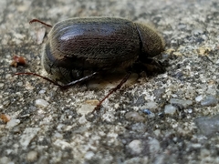 Phyllophaga crenulata