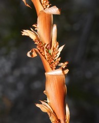 Elegia spathacea