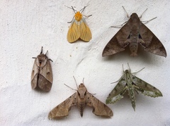 Pseudischnocampa nervosa