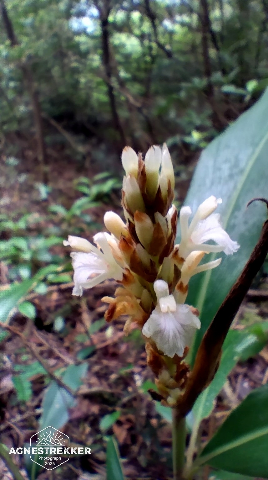 Alpinia stachyodes Hance 3
