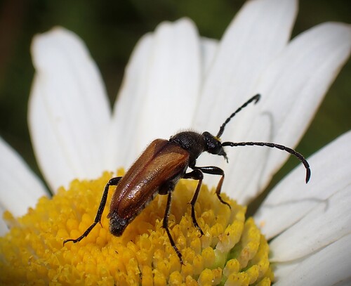 Fairy-ring Longhorn Beetle