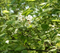 Crataegus viridis glabriuscula