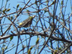 Setophaga coronata