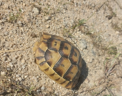 Greek Tortoise