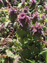 Lamium purpureum