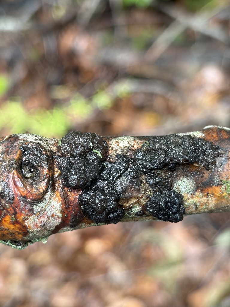 Black Witches' Butter