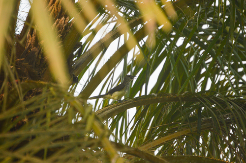 Swamp Greenbul