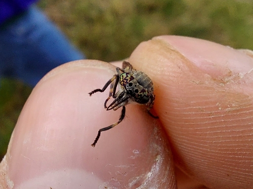 Notch-horned Cleg