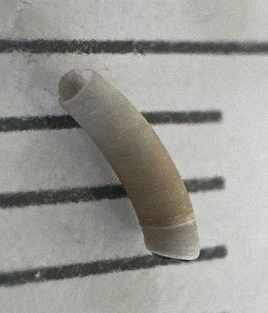Caecum multicostatum