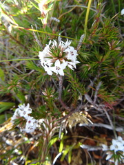 Epacris lanuginosa