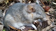 Neotoma floridana