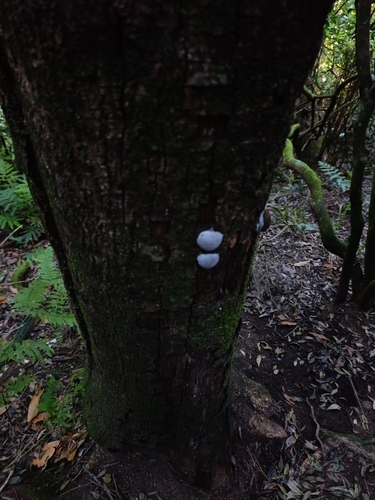False Puffball