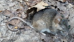 Neotoma floridana