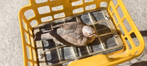 Spotted Dove