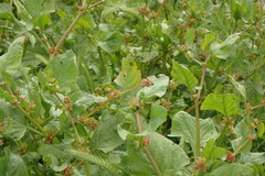 Rumex spinosus
