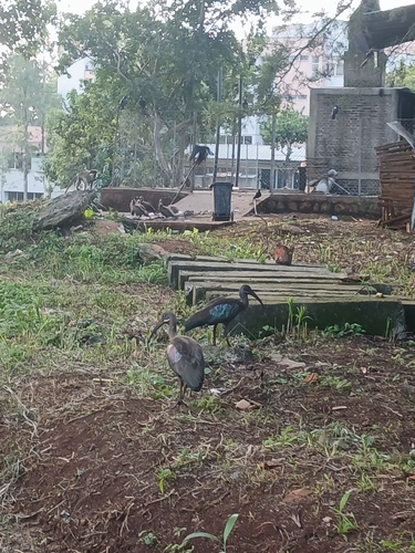 Hadada Ibis