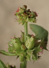 Rumex spinosus
