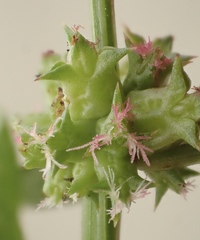 Rumex spinosus
