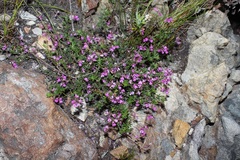 Indigofera angustifolia