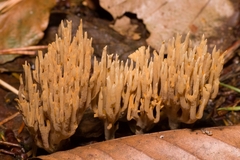 Phaeoclavulina eumorpha