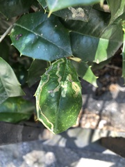 Phytomyza ilicis group