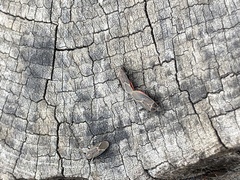 Boisea rubrolineata
