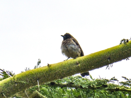 iNaturalist image