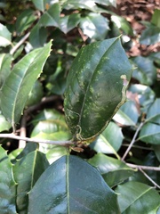 Phytomyza ilicis group