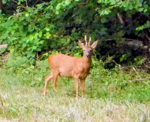 Western Roe Deer