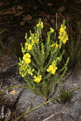 Aspalathus citrina