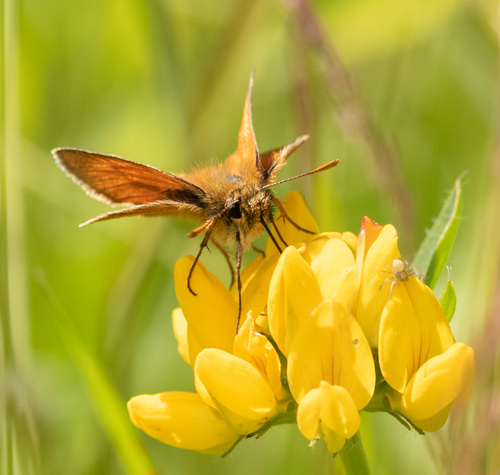 Small Skipper