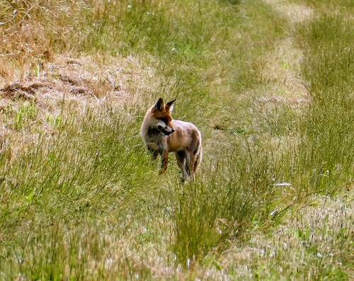 Red Fox