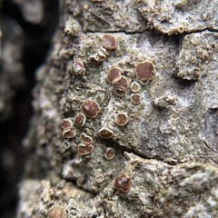 Obscuroplaca camptidia