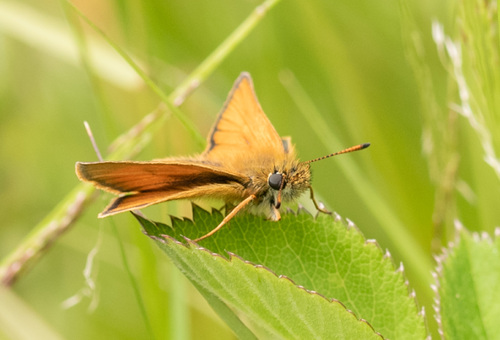 Essex Skipper