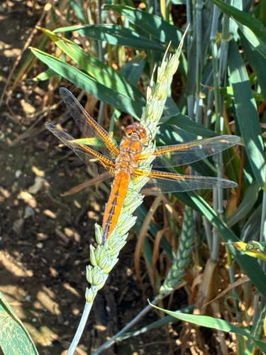 Scarce Chaser