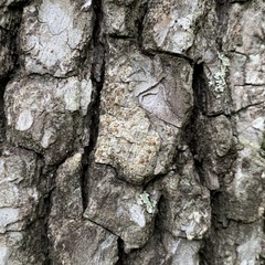 Obscuroplaca camptidia