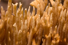 Phaeoclavulina eumorpha