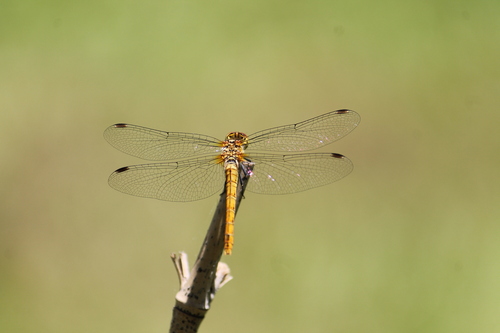 Ruddy Darter