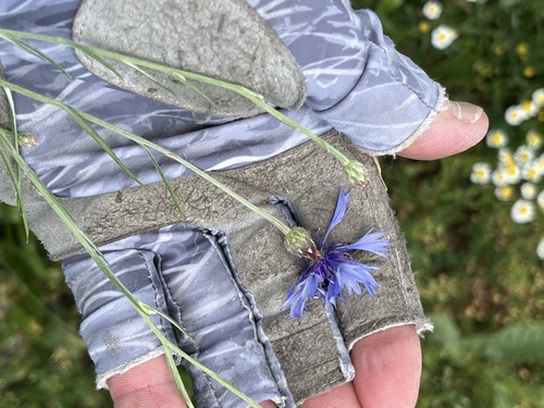 Cornflower