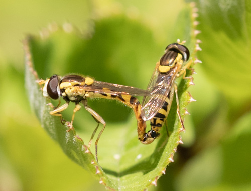 Common Globetail