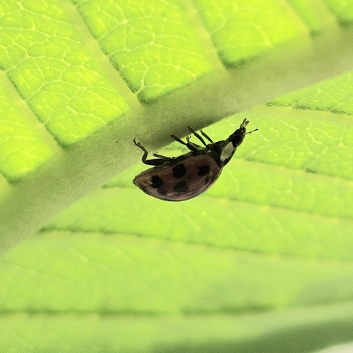 Asian Lady Beetle